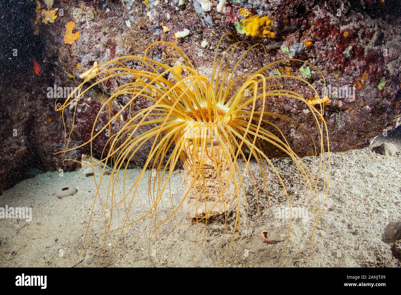 cylinder anemone or coloured tube anemone, Cerianthus membranaceus, Dubrovnik, Croatia, Adriatic Sea, Mediterranean Sea, Atlantic Ocean Stock Photo
