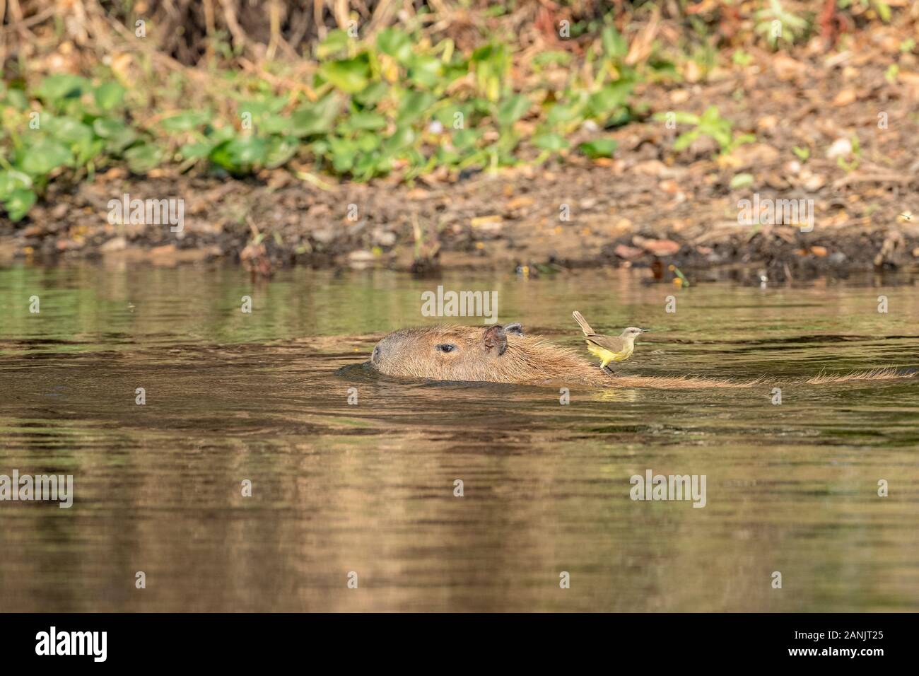 white-lored spinetail (Synallaxis albilora), hitching a ride on the back of capybara female swimming to cross the river (Hydrochoerus hydrochaeris) is Stock Photo