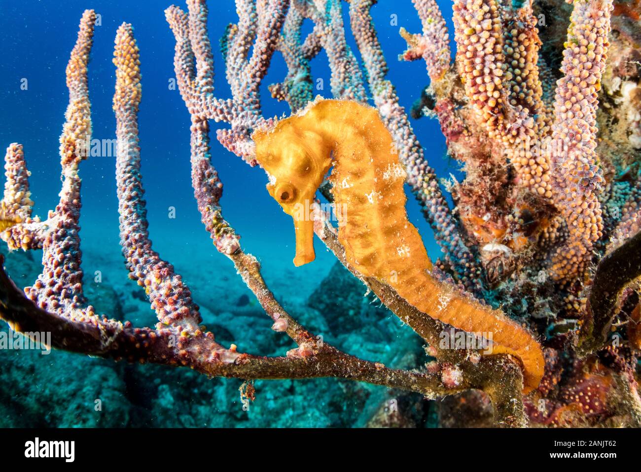 Pacific seahorse, Hippocampus ingens, among gorgonian coral on Salvatierra Wreck -a cargo ferry 'La Salvatierra' which sank in 1976 moments after stri Stock Photo