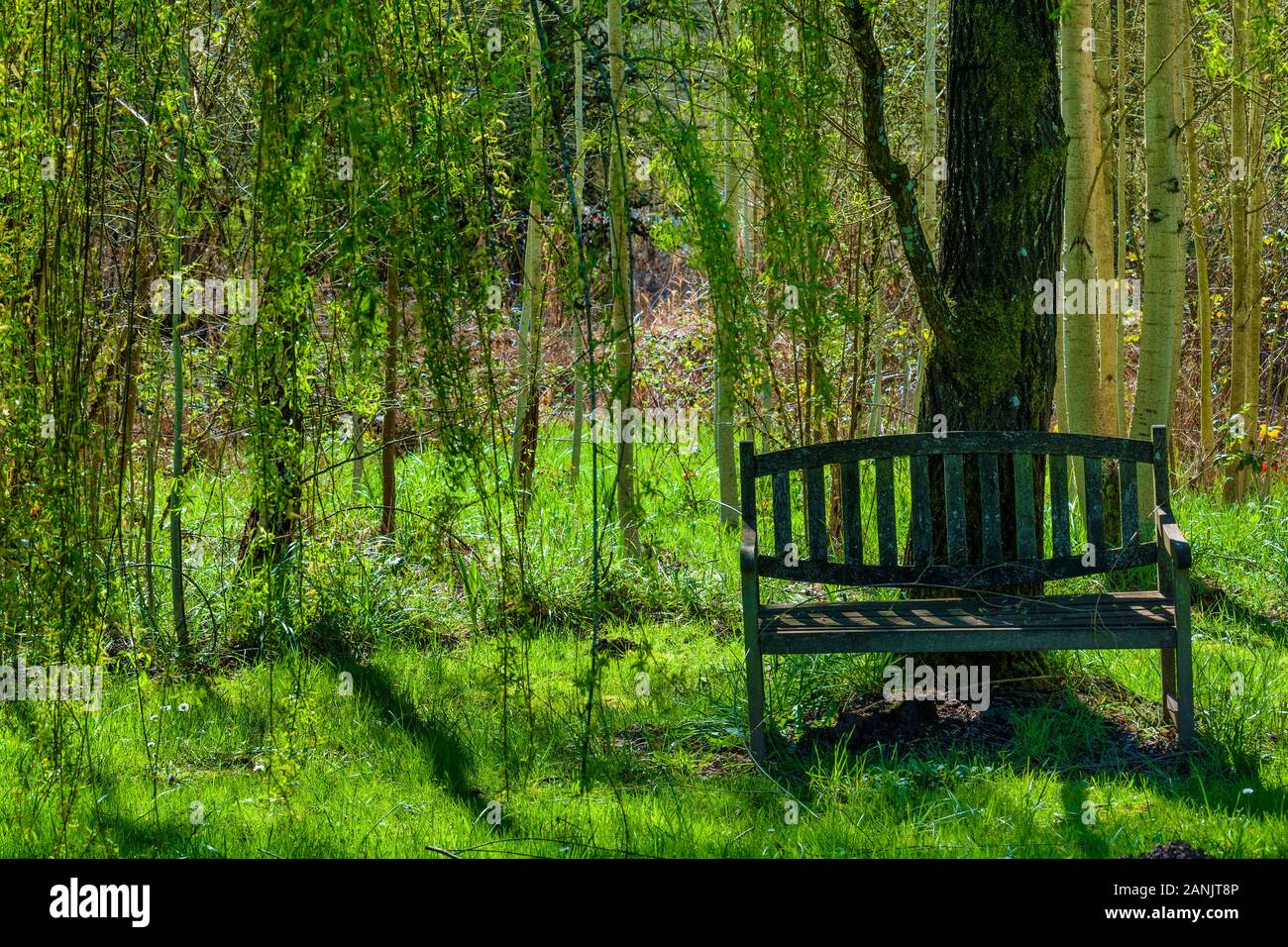 Bench sits grass in the shade of a willow tree, it's long limbs nearly touching the ground. Stock Photo