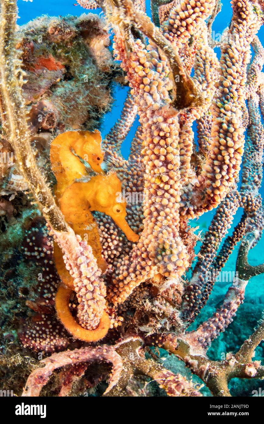 Pacific seahorse, Hippocampus ingens, among gorgonian coral on Salvatierra Wreck -a cargo ferry 'La Salvatierra' which sank in 1976 moments after stri Stock Photo