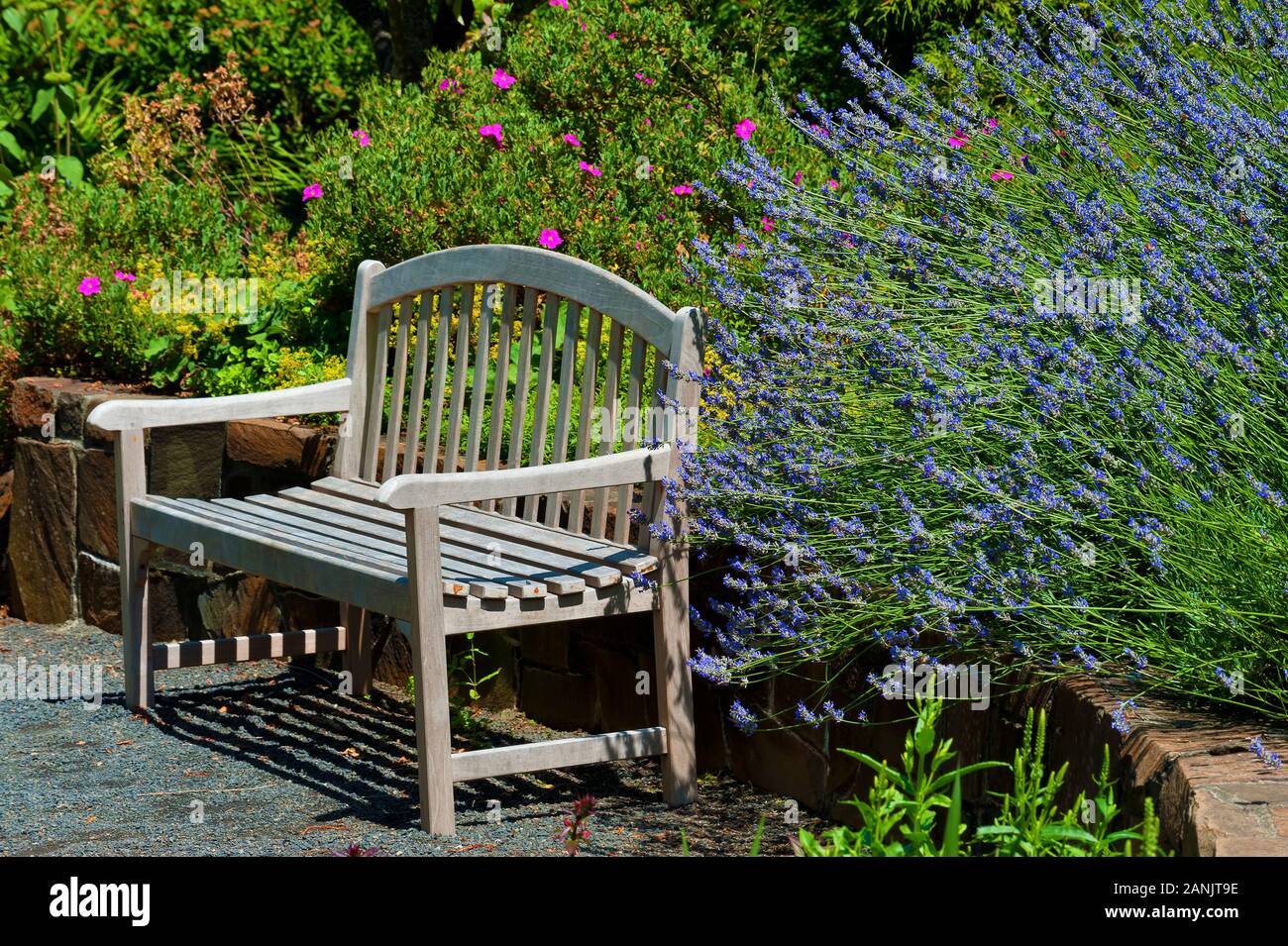 An inviting wooden bench sits in a sunny garden setting. Stock Photo