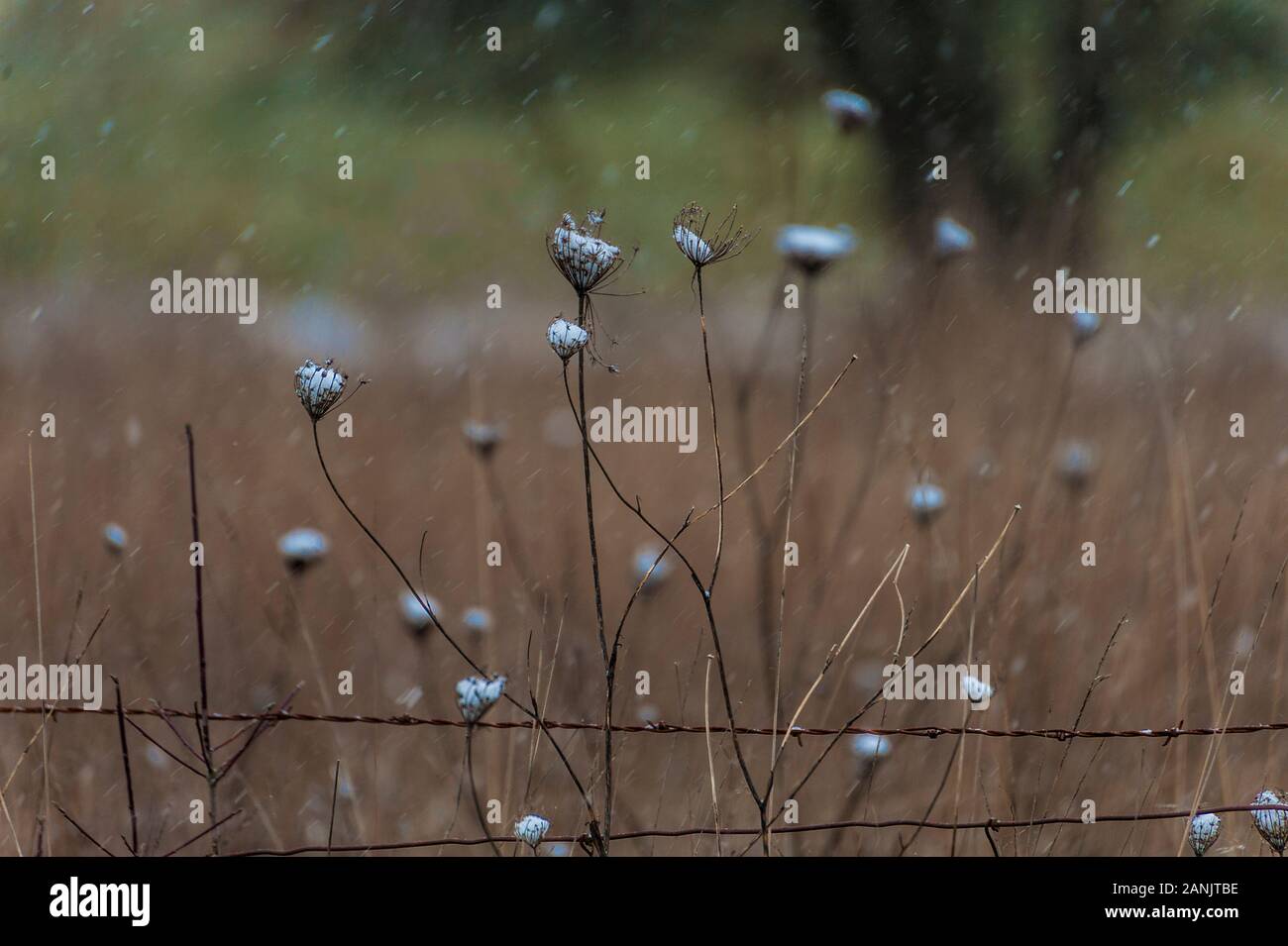 Falling snow gathers in spent brittle flower pods along a barbed wire fence. Stock Photo