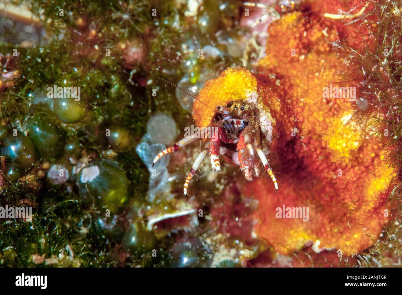 Sedentary Hermit Crab, Calcinus tubularis, Dubrovnik, Croatia, Adriatic Sea, Mediterranean Sea, Atlantic Ocean Stock Photo