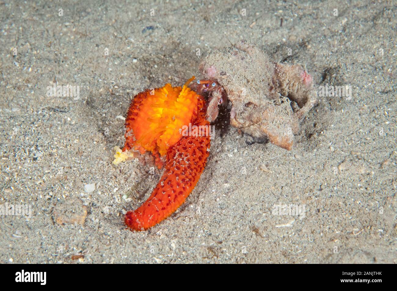 hermit crab, Diogenidae, feeding on Mediterranean red sea star, Echinaster sepositus, Punta Campanella Marine Reserve, Massa Lubrense, Sorrento Penins Stock Photo