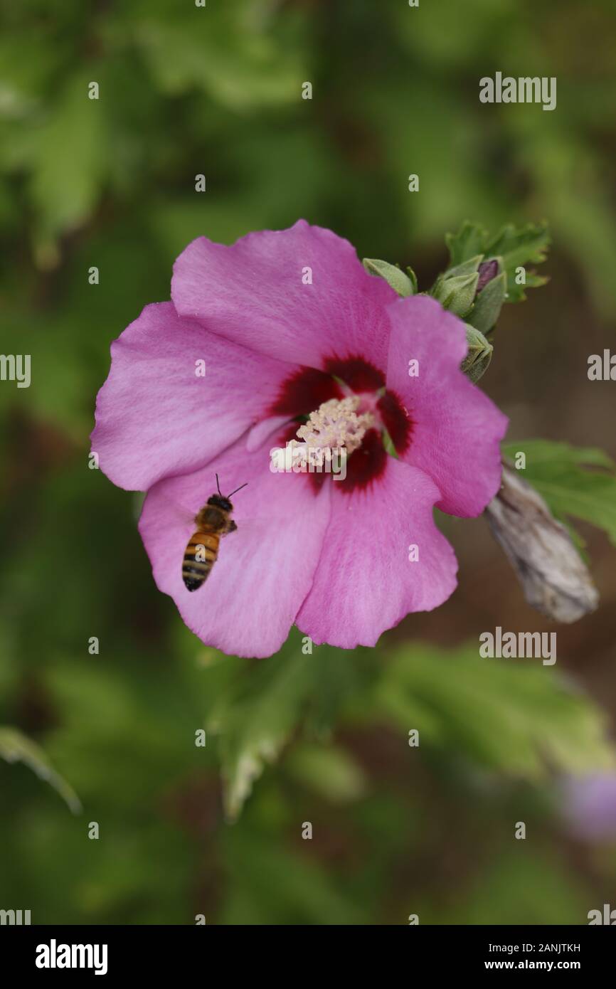 Bees attracted to a flower Stock Photo Alamy