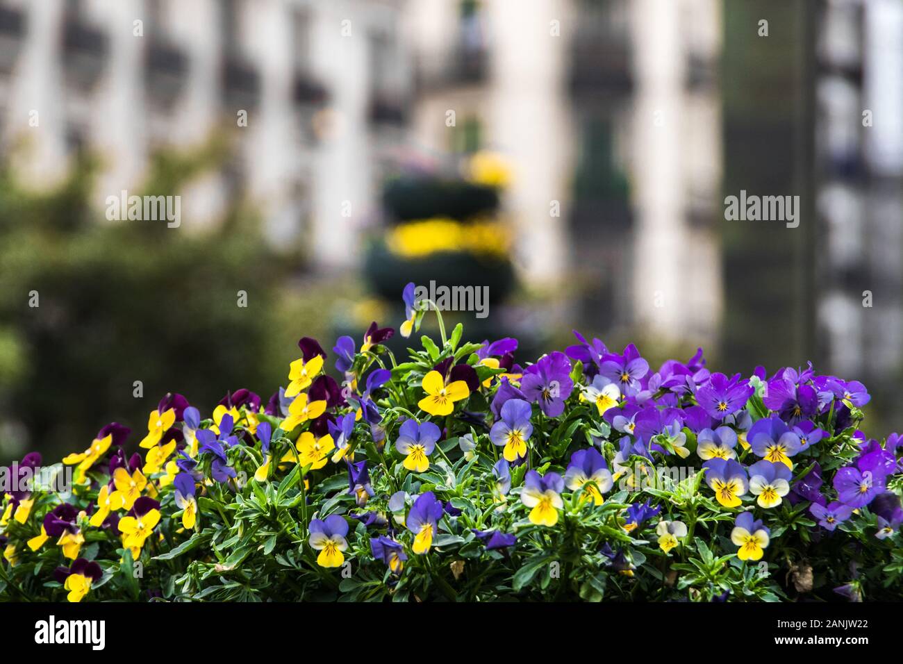 Flower pot with a building in the background Stock Photo