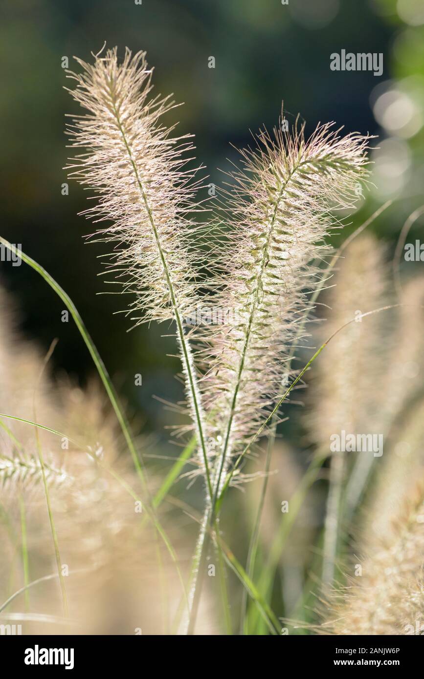 Close-up of bottlebrush spikes  of Pennisetum alopecuroides 'Hameln'. Chinese fountain grass 'Hameln' Stock Photo