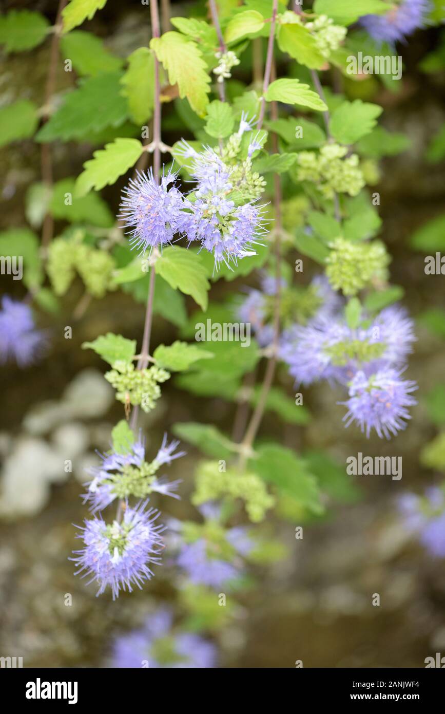 Multi-flowered clusters of Caryopteris incana 'Blue Cascade', Common bluebeard 'Blue Cascade' Stock Photo