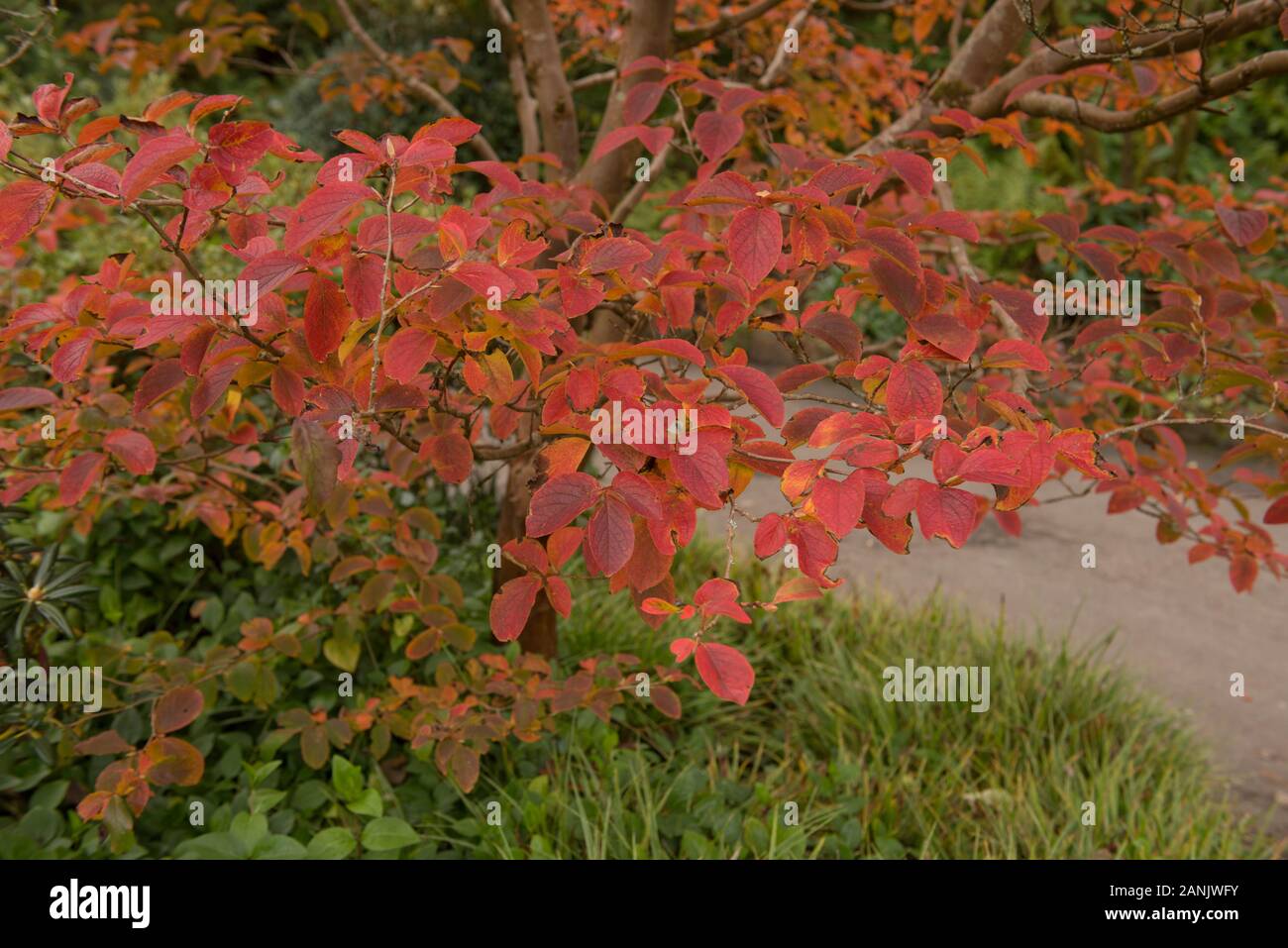 Stewartia Koreana High Resolution Stock Photography And Images Alamy