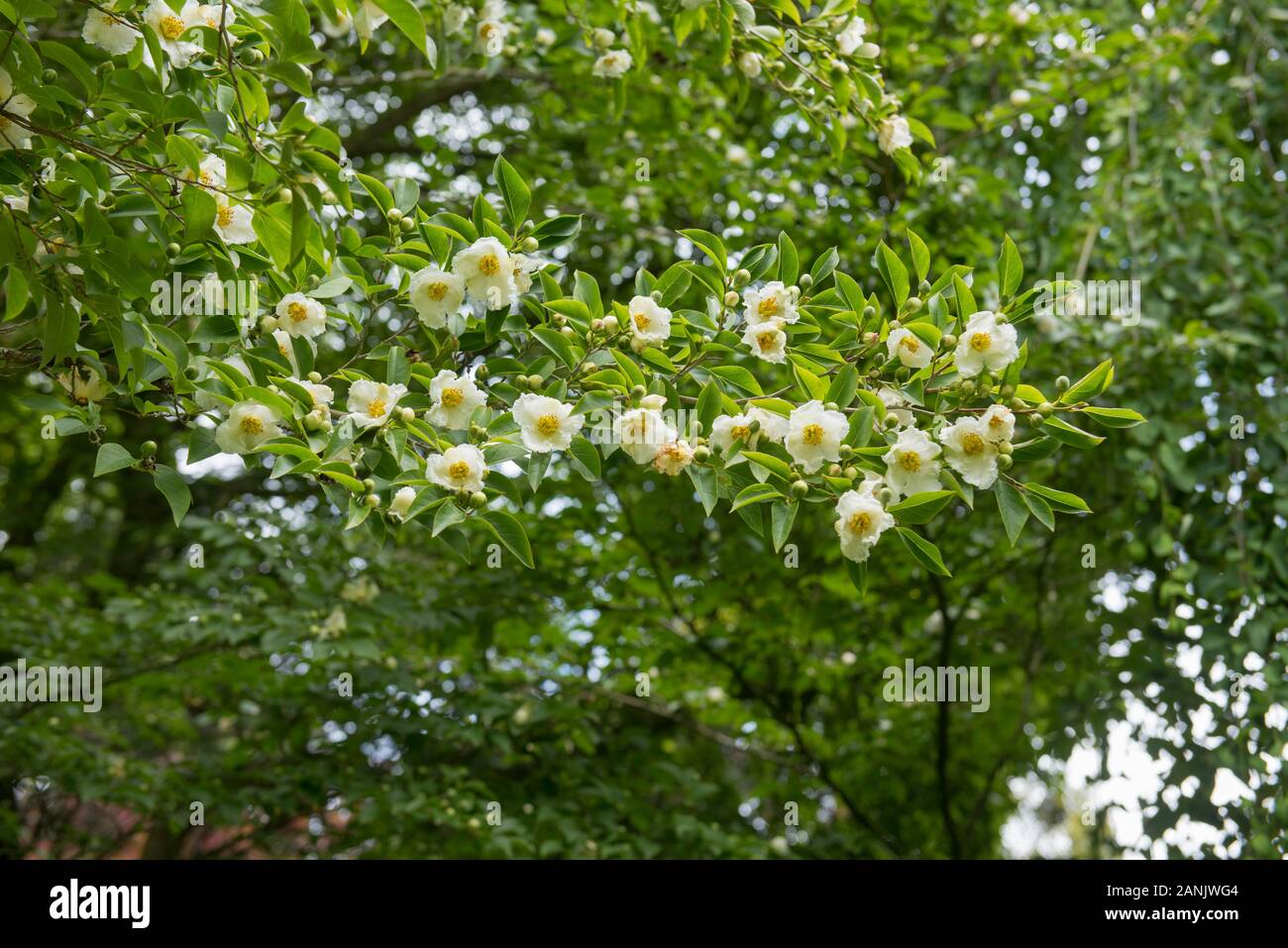 Summer Flower Heads of the Korean Stewartia or Deciduous Camellia (Stewartia pseudocamellia 'Koreana') in a Woodland Garden in Rural Devon, England, U Stock Photo