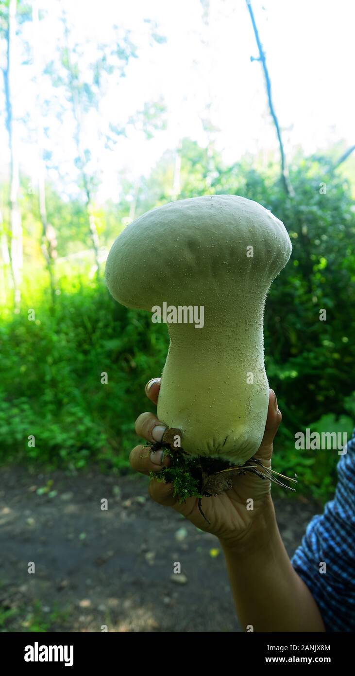 Puffbal (Calvatia excipuliformis, gill fungi (Agaricaceae) Mushroom large size in the woman's hand, but young with white flesh, edible fungus Stock Photo