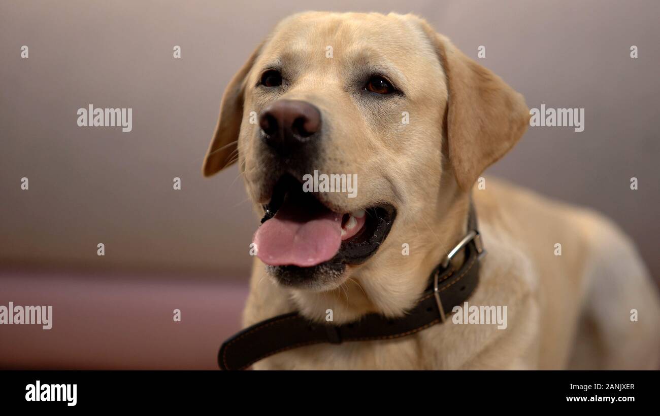 bark collar petstock