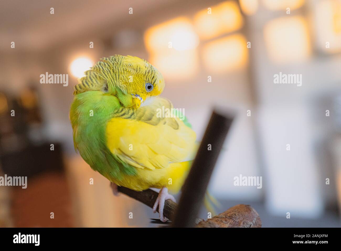 Yellow and green budgerigar parakeet sitting on a perch indoors