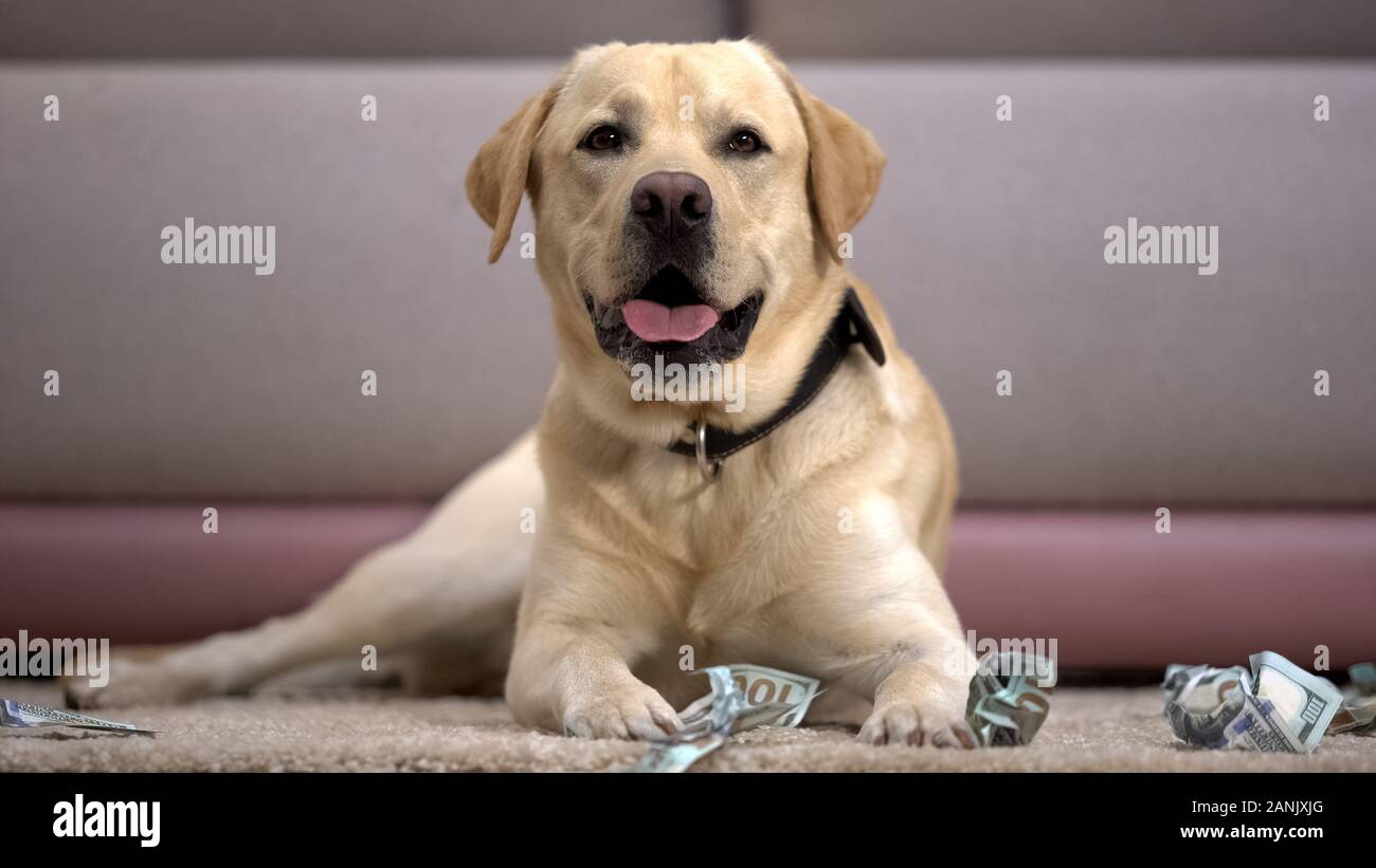 Funny pedigreed dog lying near torn dollar banknotes, house pet misbehaving Stock Photo