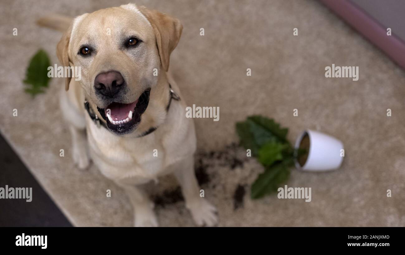 Undisciplined pedigreed dog sitting near broken potted plant looking into camera Stock Photo