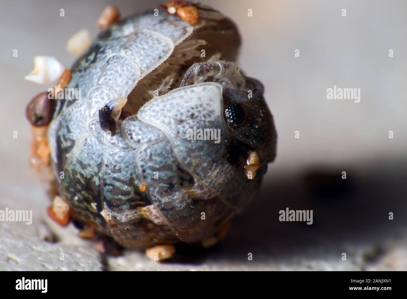 Insect Common woodlice in the form of a ball, a reaction to danger