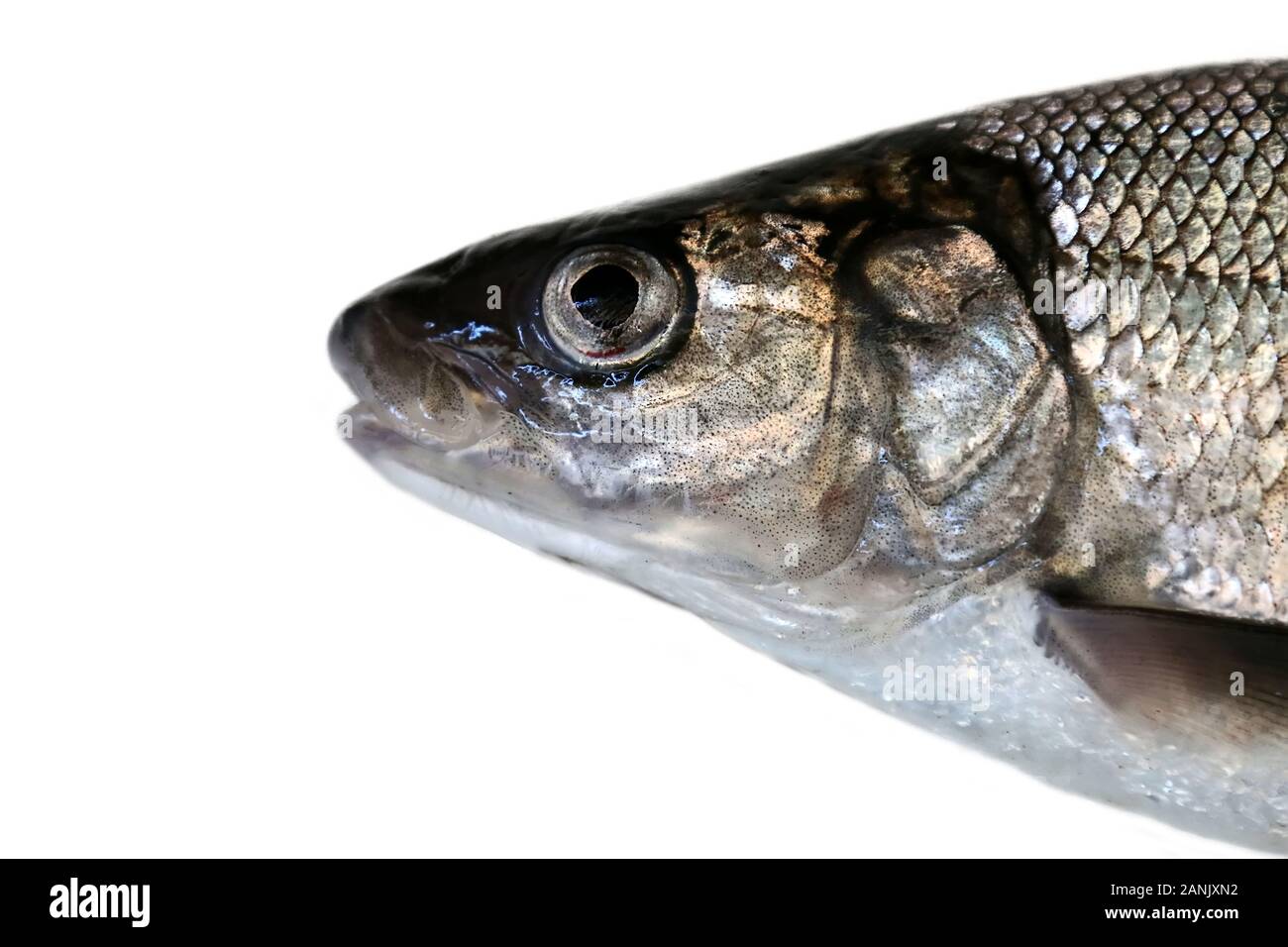 Fish head portrait. Whitefish (Coregonus lavaretus) - very polymorphic species of fish. Form from East part Gulf of Finland, Baltic sea. Fish isolated Stock Photo