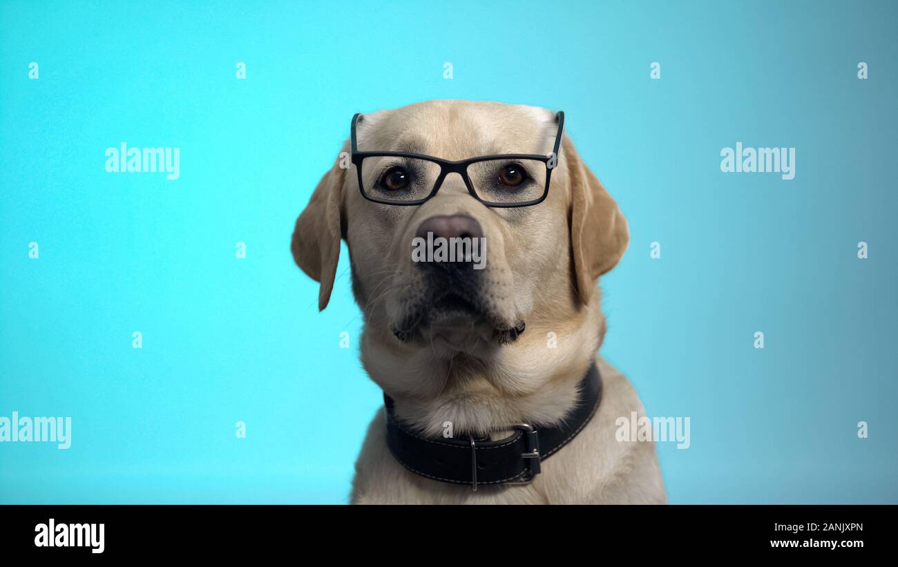 Funny pedigreed dog in eyeglasses posing on camera, smart housepet, advertising Stock Photo