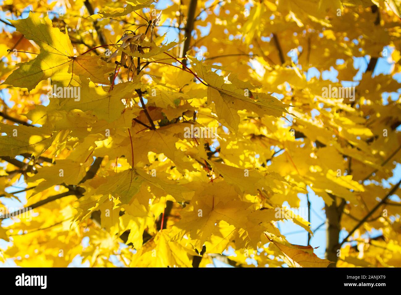 Autumn maple tree with bright orange foliage Stock Photo - Alamy