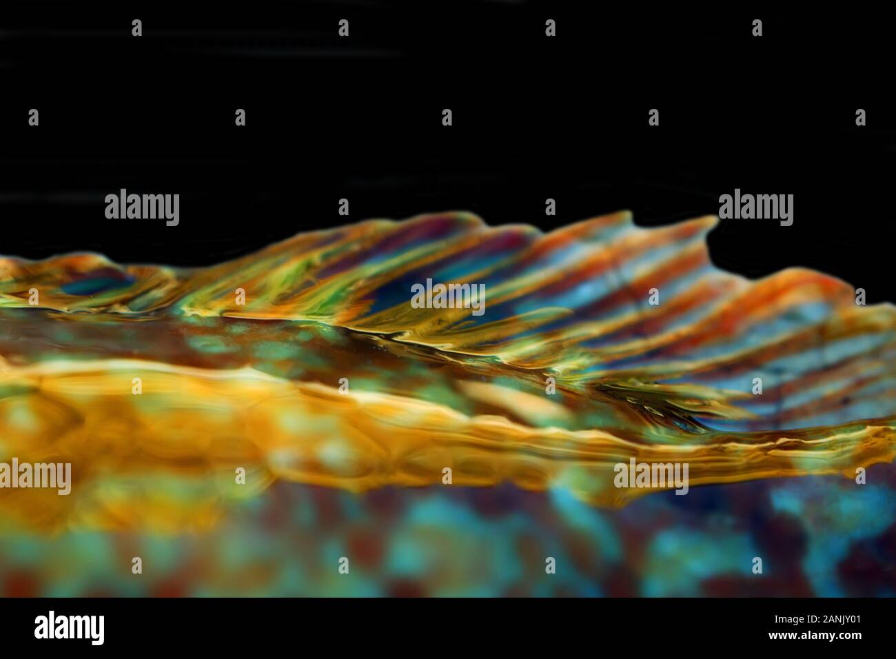 Long-striped wrasse (Symphodus tinca, rainbow fishes, Labrus, ray-finned fish) from the Black sea (North shore). Multi-colored scales and fins, as if Stock Photo