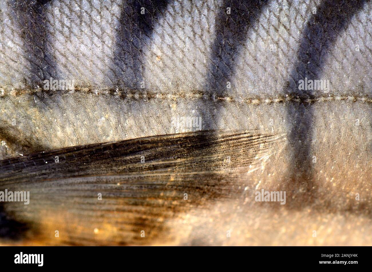 Mackerel scales hires stock photography and images Alamy