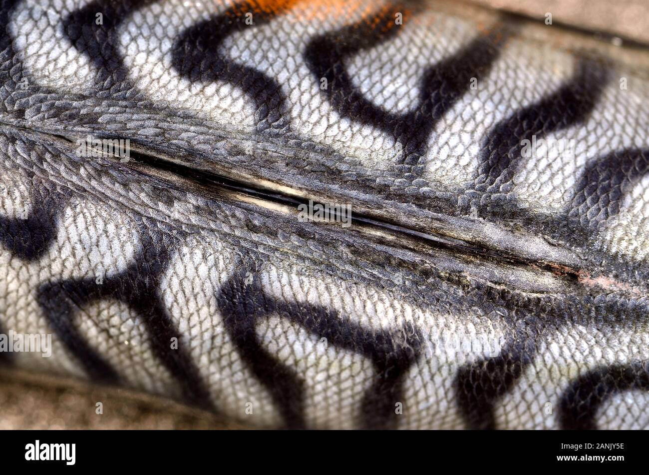 Fresh mackerel dorsal fin seen from above Stock Photo Alamy
