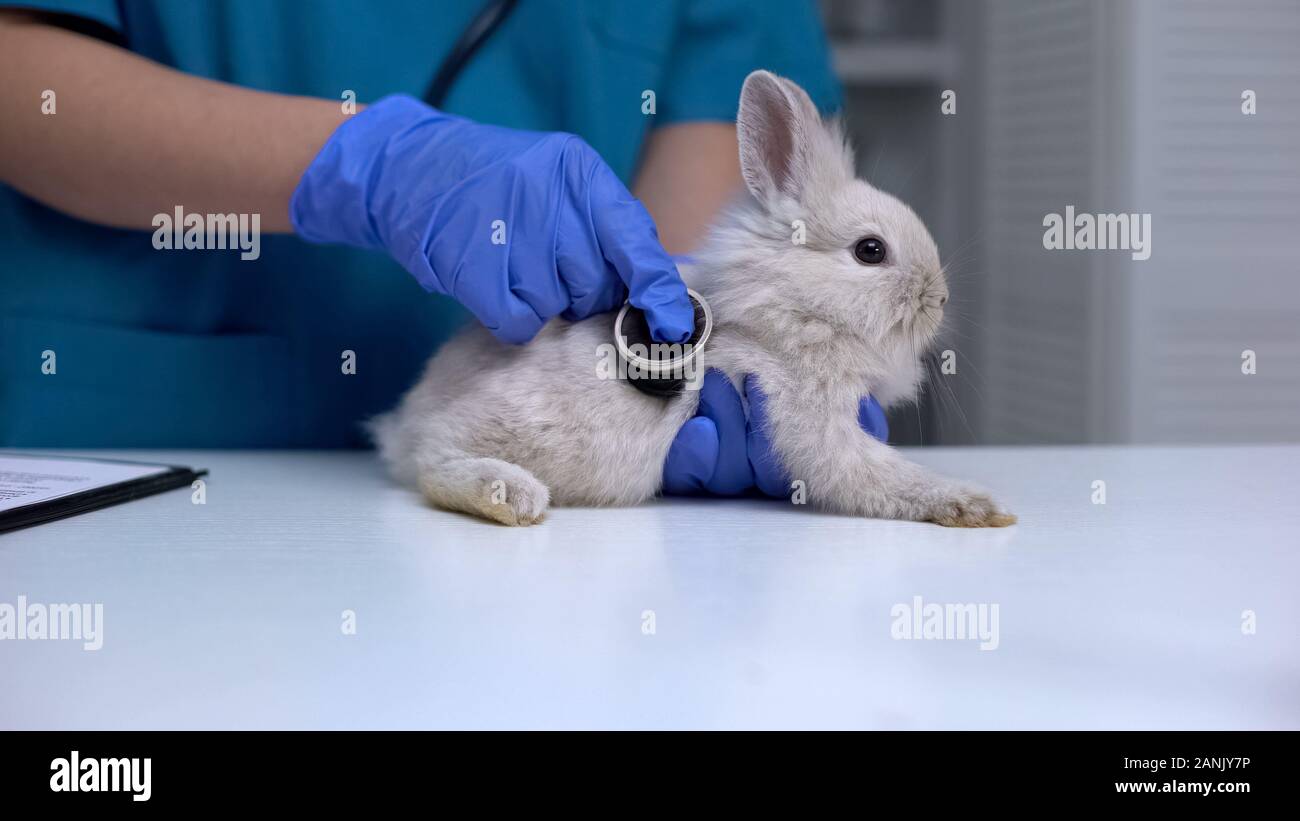 Vet listening rabbit stomach with stethoscope, diagnosing digestive