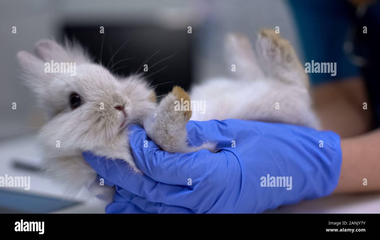 Vet examining rabbit foot for sprains, diagnostics of pododermatitis
