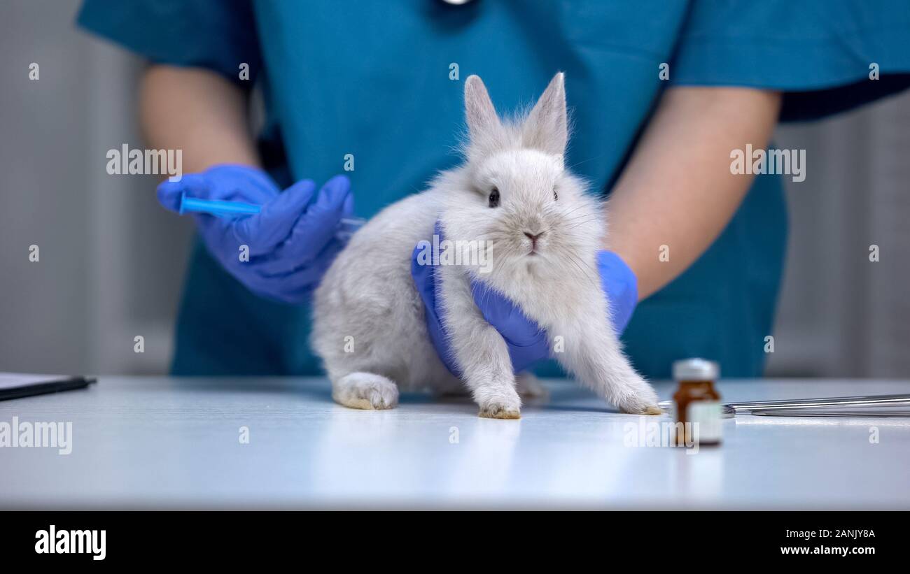 Nurse giving injection to helpless rabbit, vaccine research, animal test closeup Stock Photo