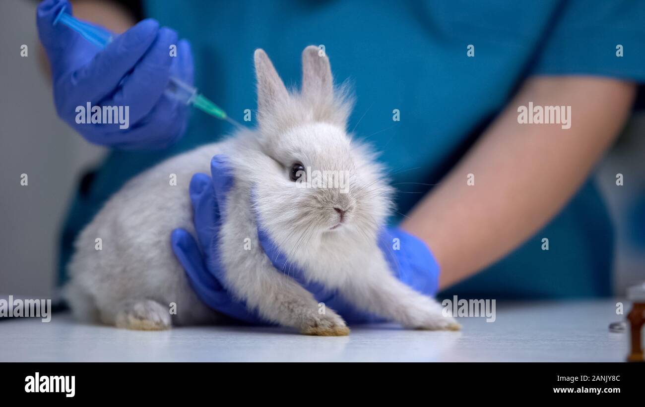 Rabbit Care - Weighing Rabbit on scales Stock Photo - Alamy