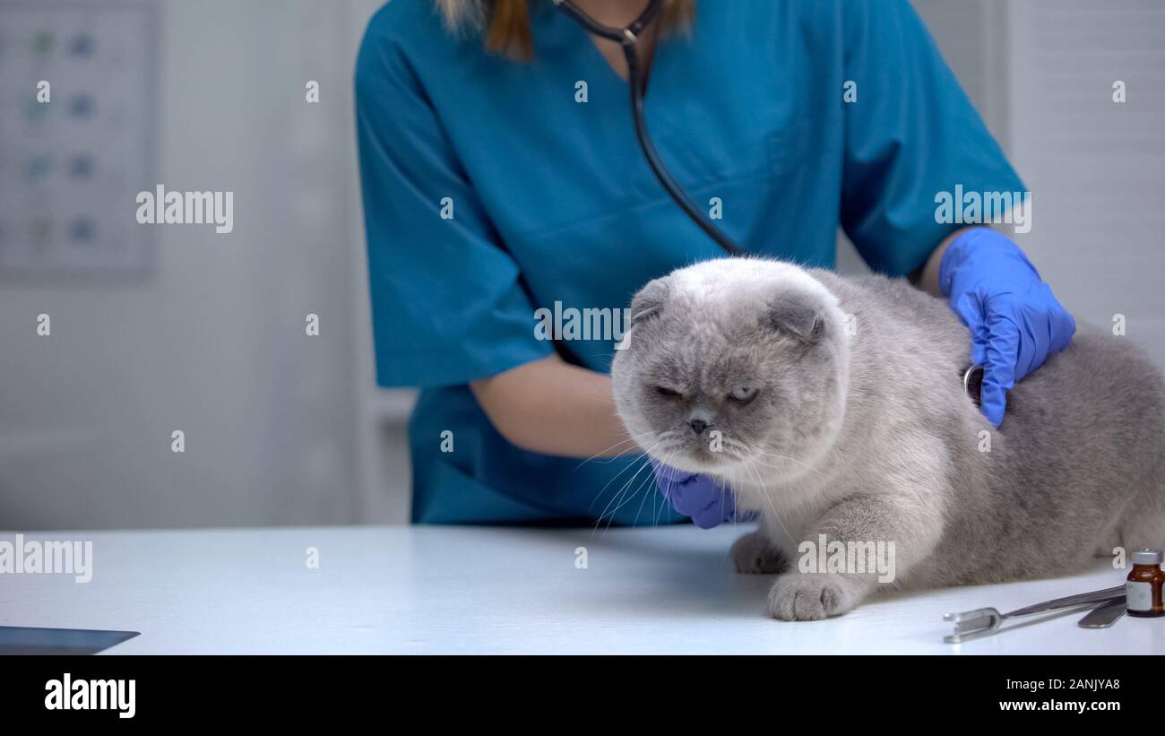 Vet listening cat stomach with stethoscope, risk of hairball, lung disease Stock Photo Alamy