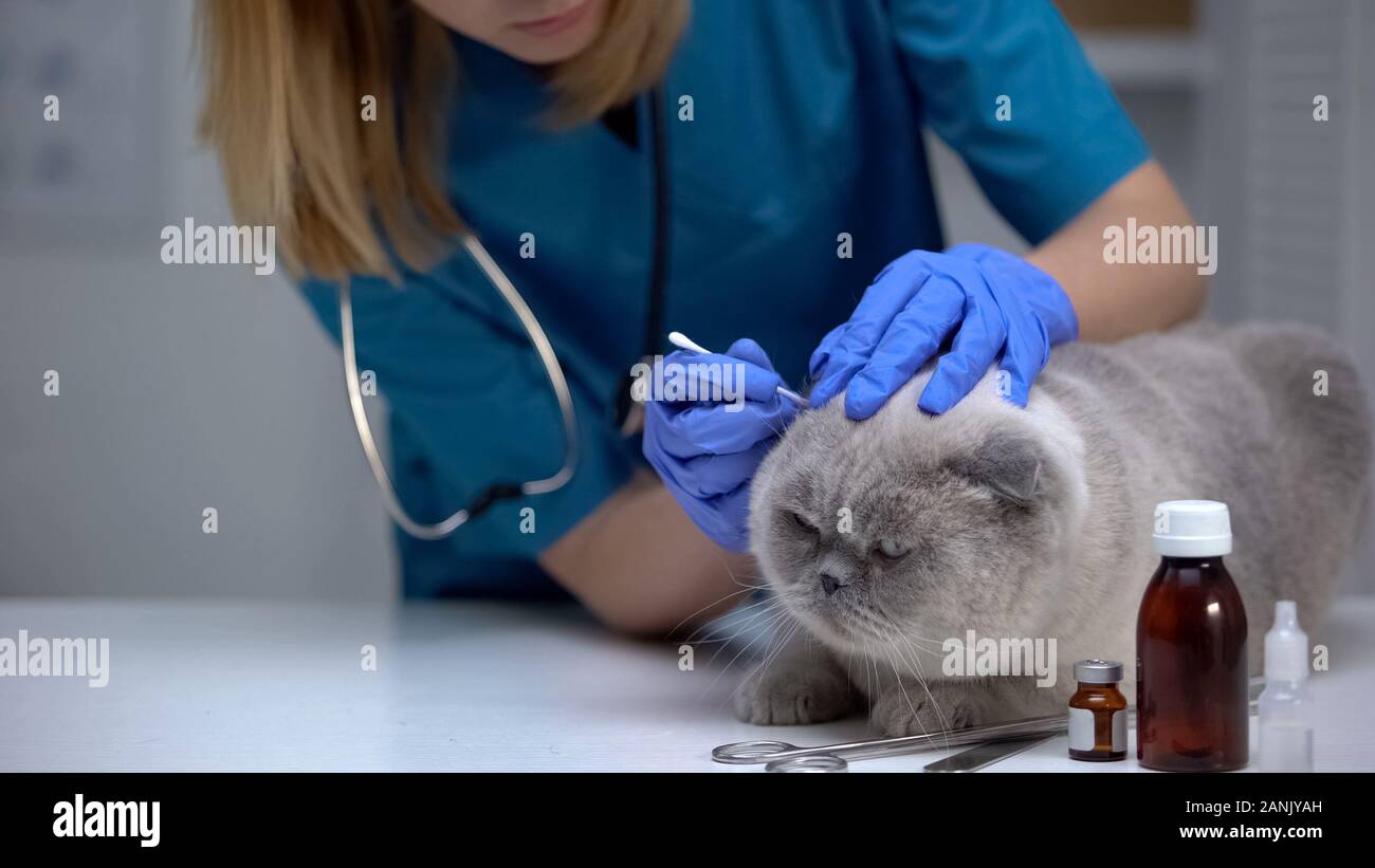 Vet cleaning cat ear to prevent infection, treating for mites, hygiene
