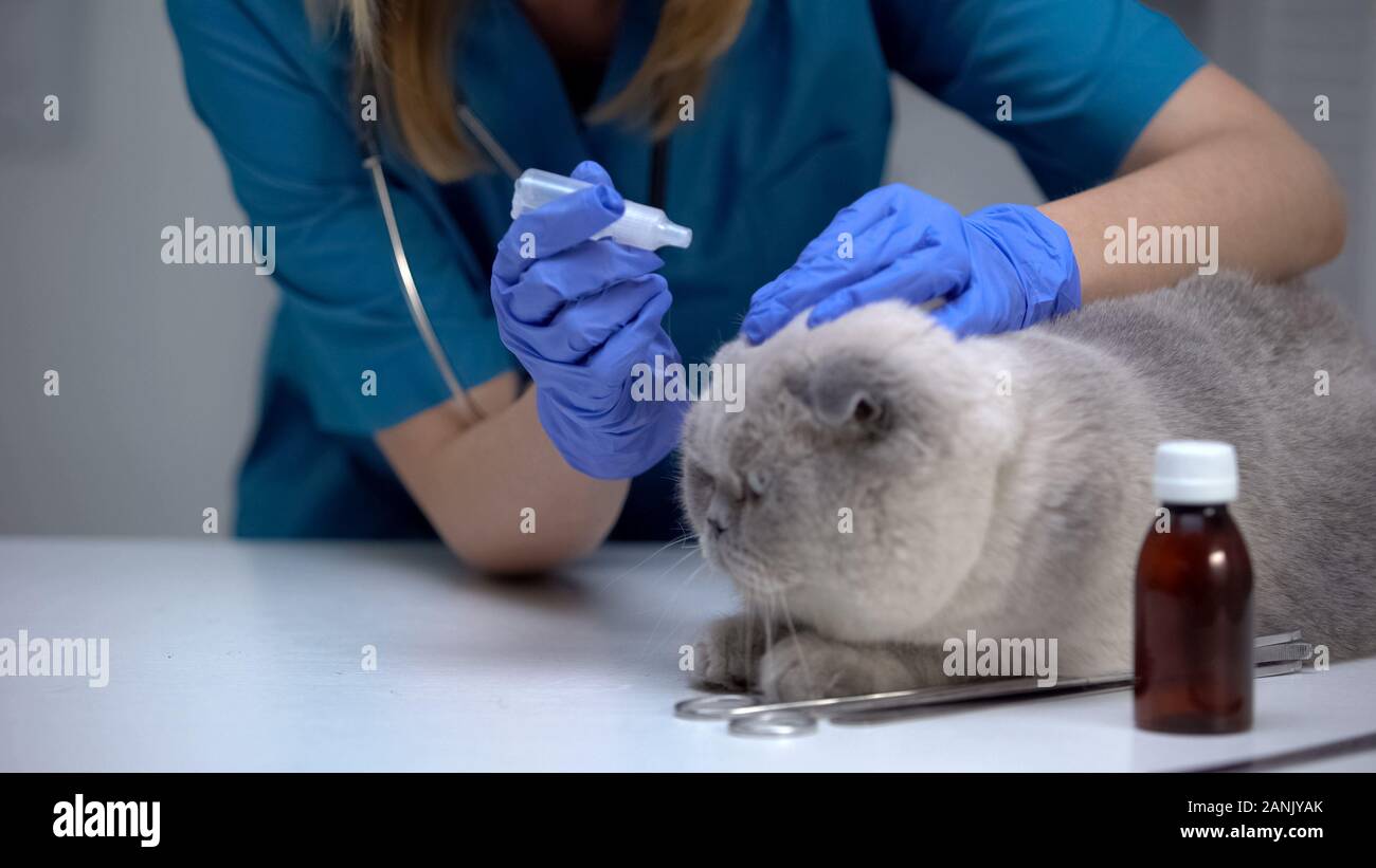 Vet treating cat for mites with antibiotic ear drops, infection