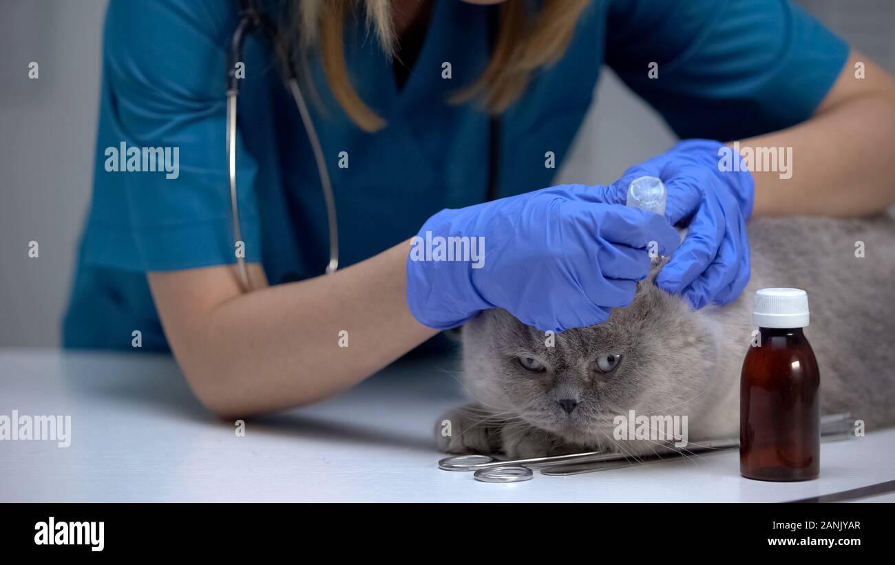 Veterinarian dropping medications in cat ears, tick prevention and treatment Stock Photo Alamy
