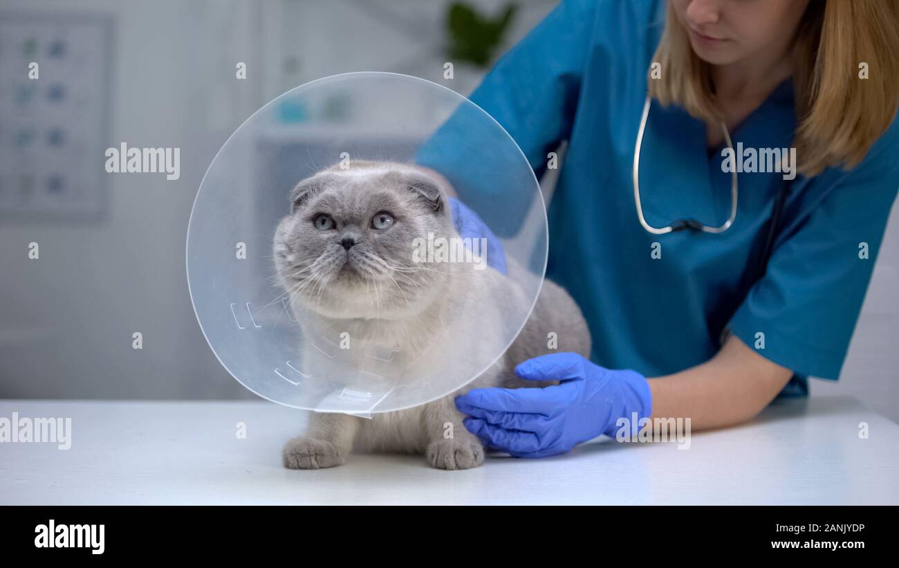 Spay surgery hires stock photography and images Alamy