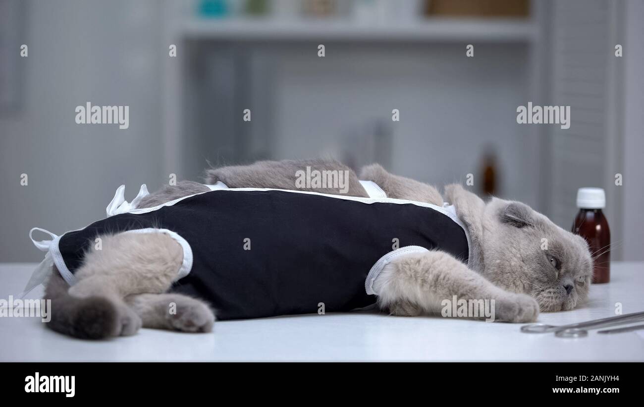 Depressed cat in bandage lying in vet clinic, recovery after surgical