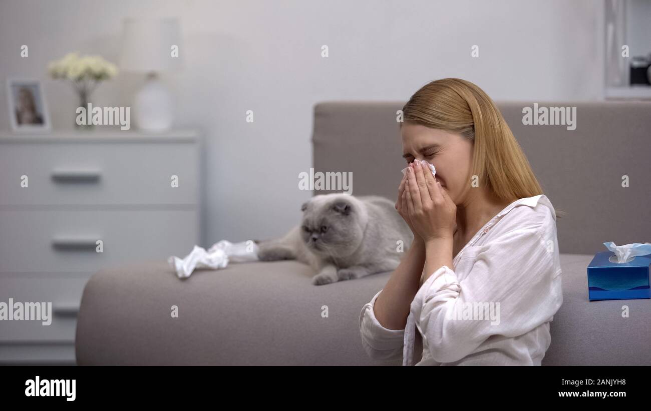 Woman sneezing from cat allergy, scottish fold sitting on couch