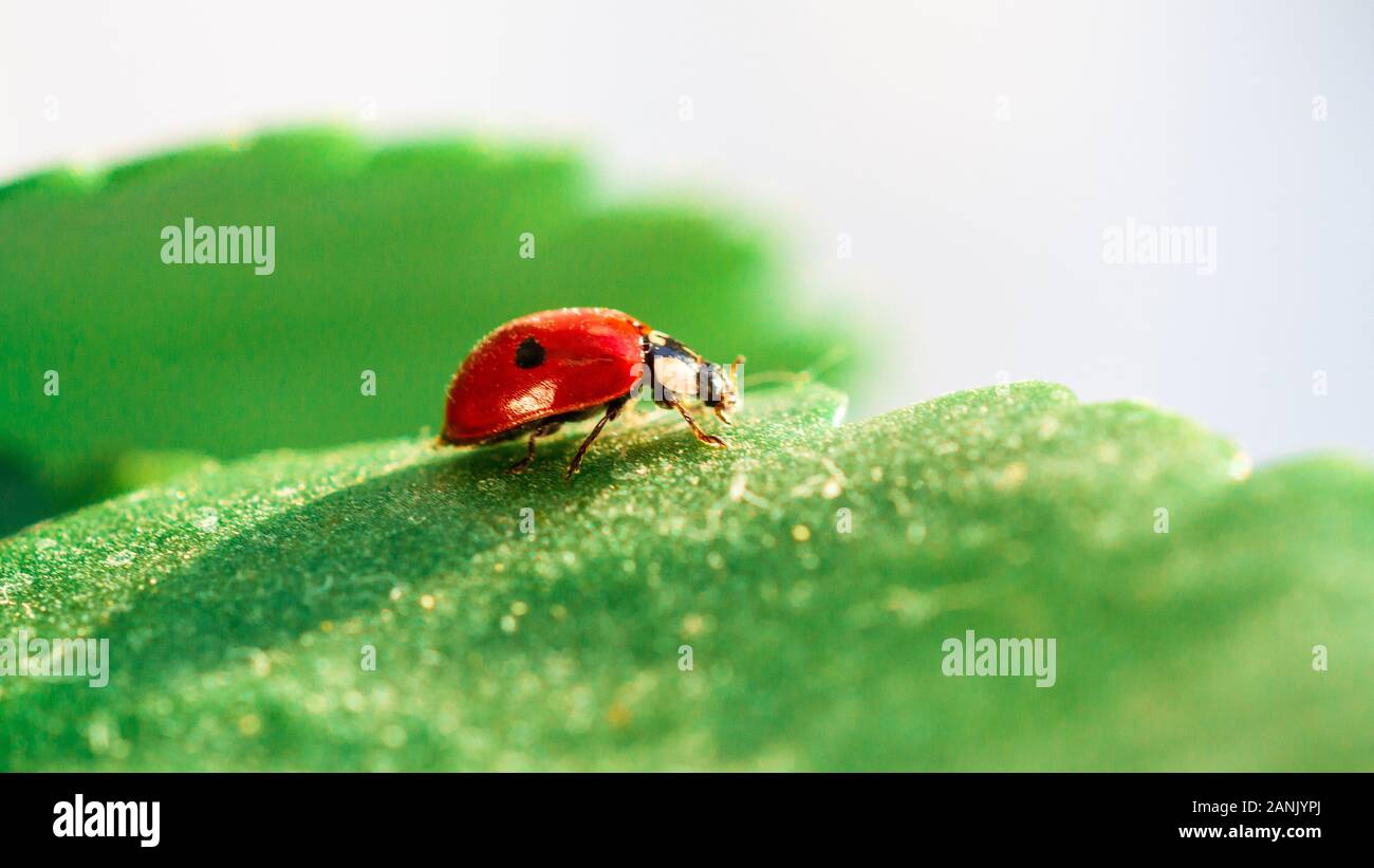 Macro of ladybug on a blade of grass in the morning sun Ladybug bug