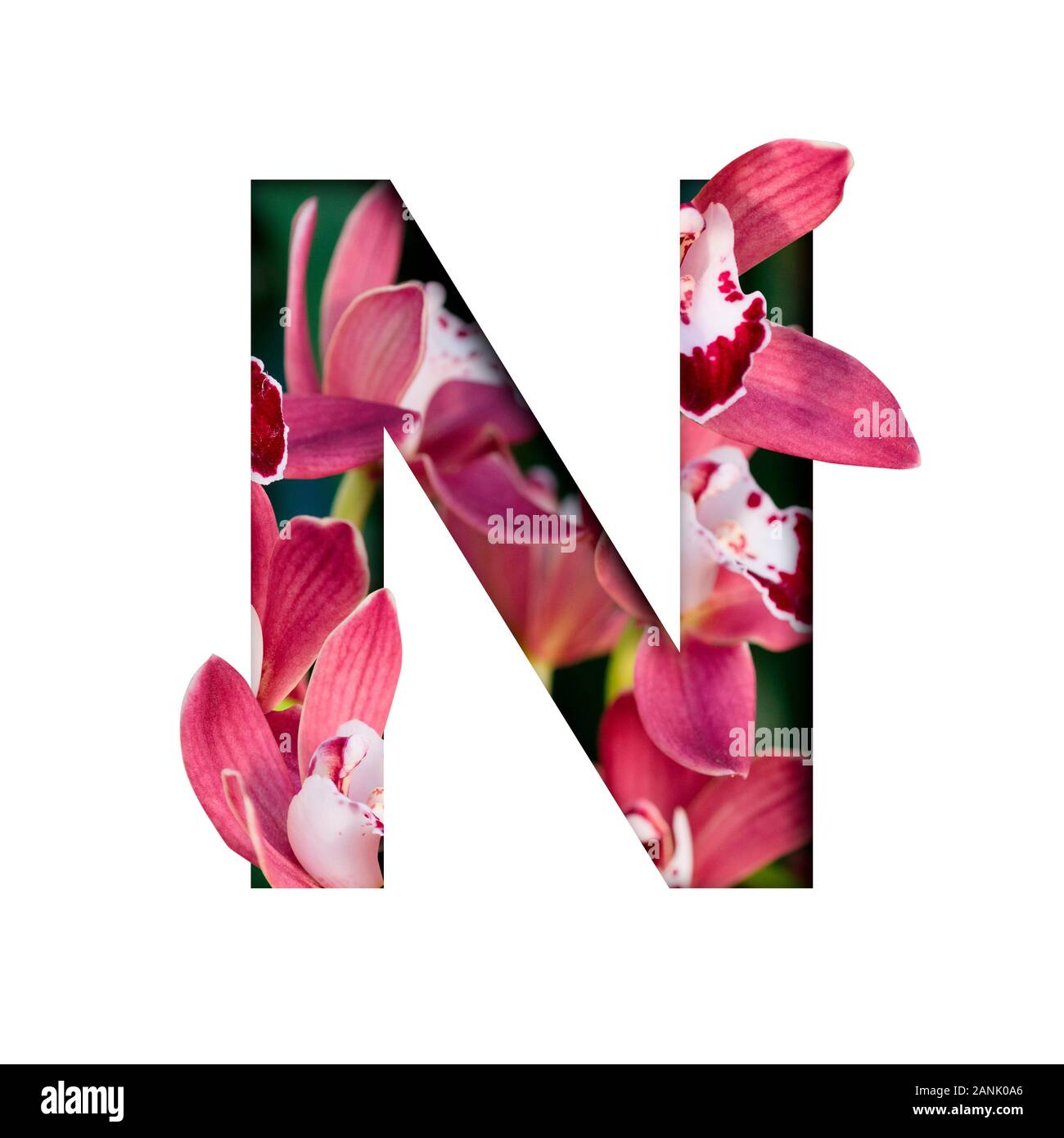 Flower font. Letter N made from natural flowers. Composition of ...