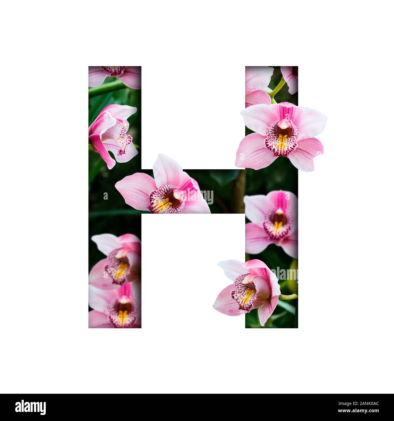 Letter H Flowers High Resolution Stock Photography and Images Alamy