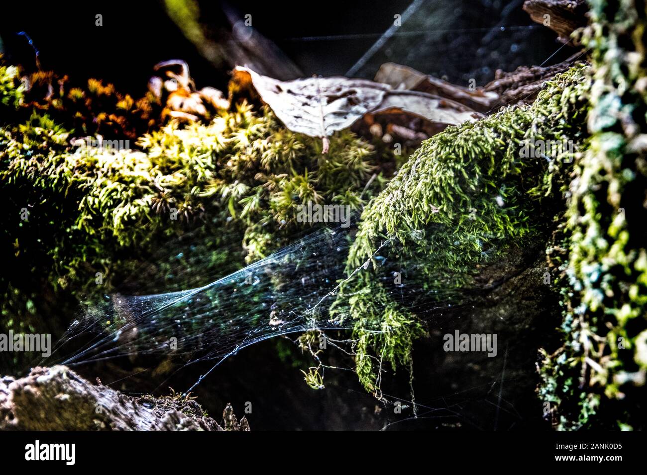 View of a spider weave among the moss Stock Photo