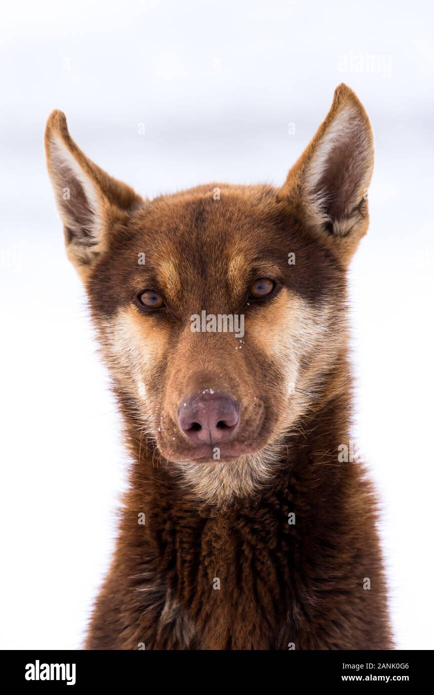 German Shepherd Dog Head Closeup Stock Photo - Alamy