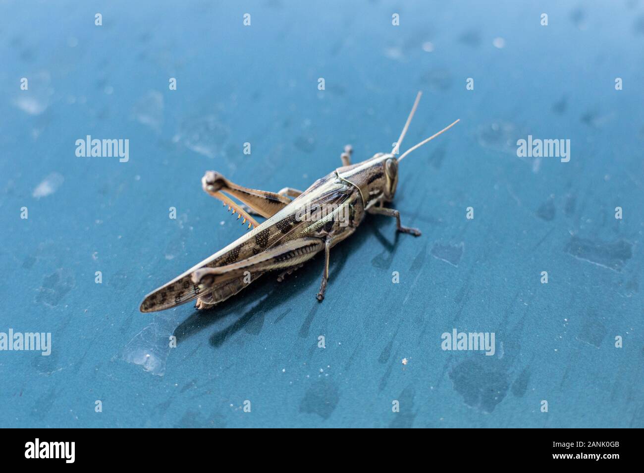 Wild locust in Australia at Byron bay Stock Photo