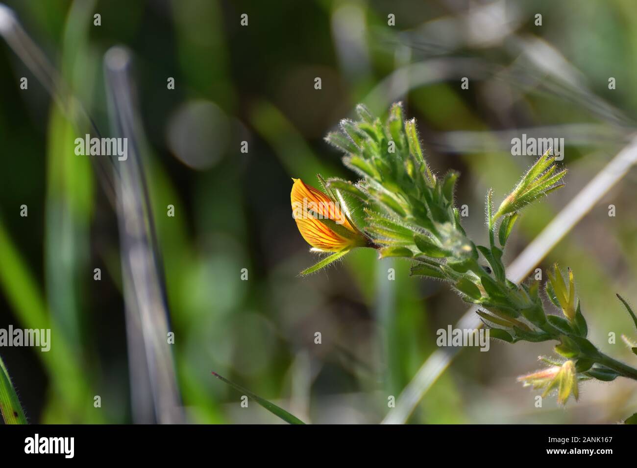 Flower petal veins close up hires stock photography and images Alamy