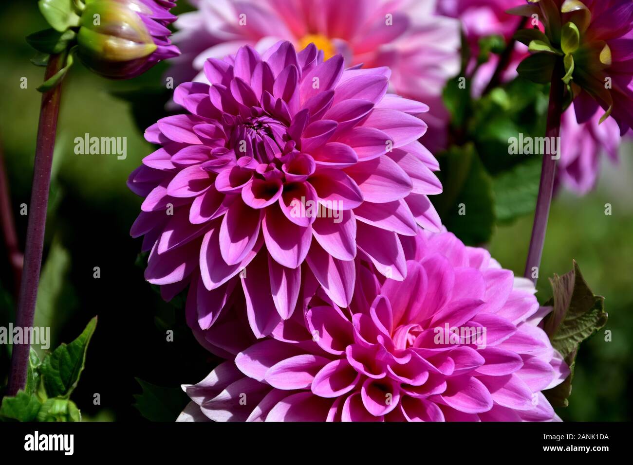 Intense pink flowers hi-res stock photography and images - Alamy