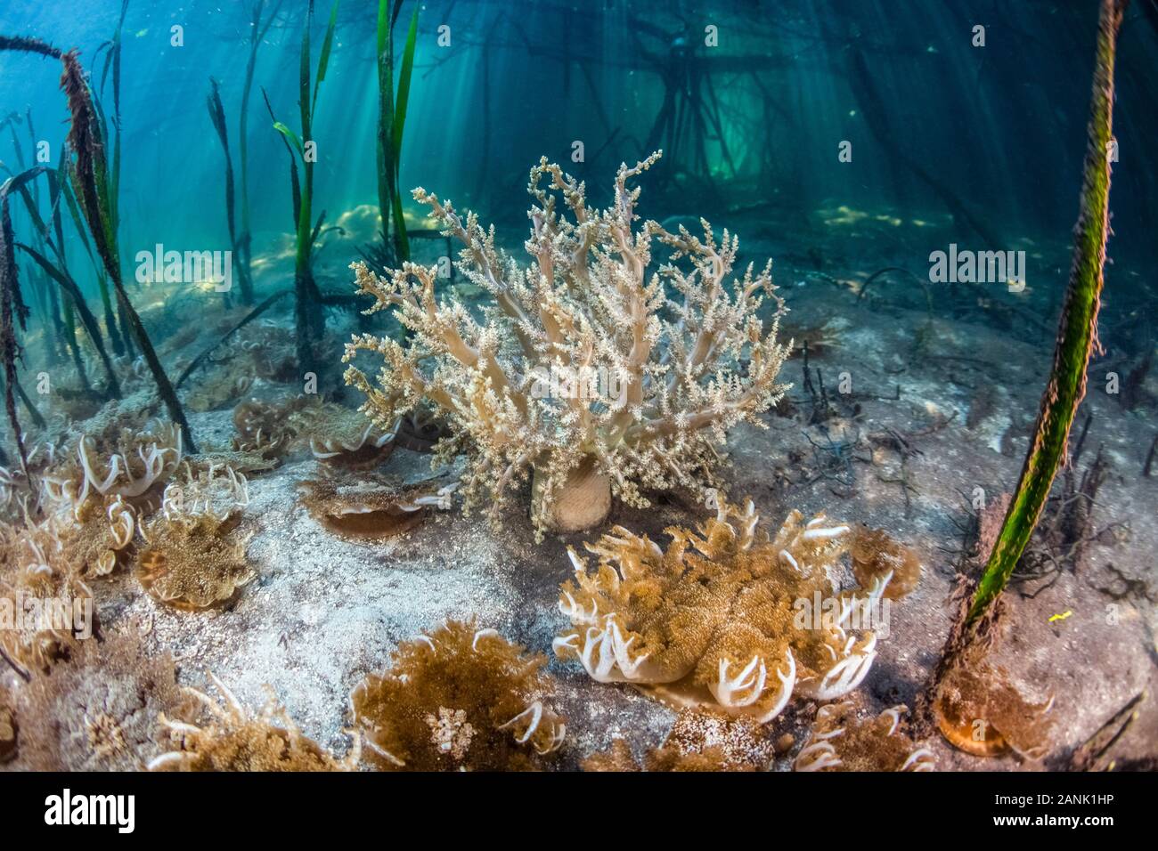 upside down jellyfish and tree anemone, or hell's fire anemone, Actinodendron arboreum, grow at the edge of a mangrove forest in Komodo National Park, Stock Photo