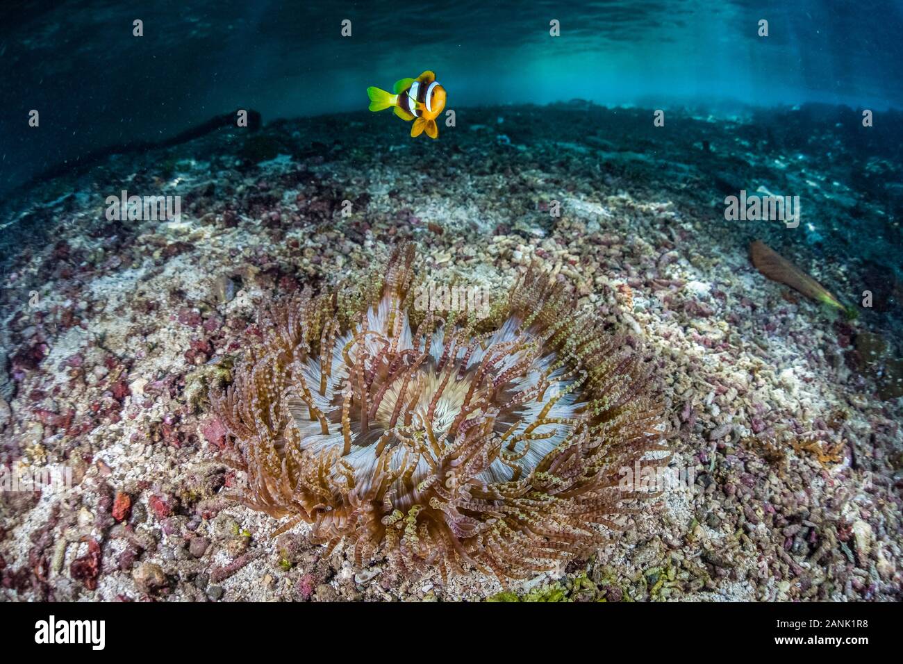 A Clark's anemonefish (Amphiprion clarkii) swims over its host anemone in the Solomon Islands, Indo-Pacific Ocean Stock Photo