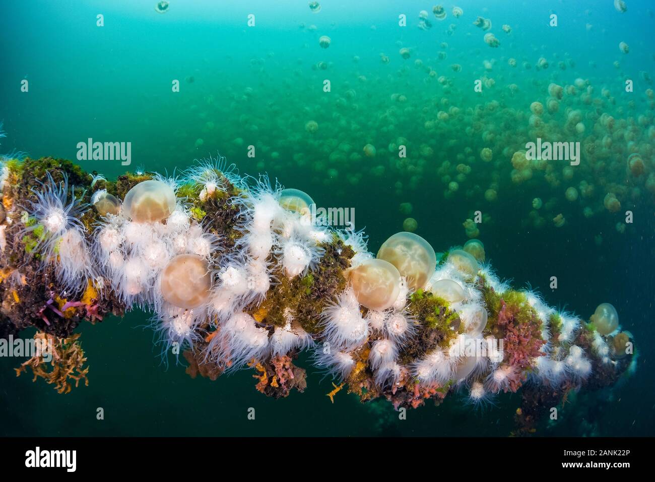 Small white endemic anemones (Entacmaea medusivora) grow on in an isolated marine lake in Palau, Micronesia, Pacific Ocean.  These anemones feed on th Stock Photo