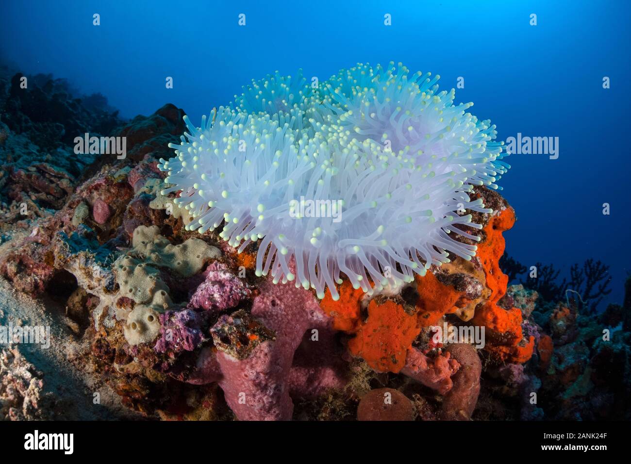 A bleached magnificent sea anemone, Heteractis magnifica, is found on a reef off the coast of Sulawesi in Indonesia Stock Photo